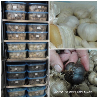 Black Garlic in Various Stages of Fermentation