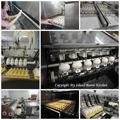 Some of the activities in the egg grading process