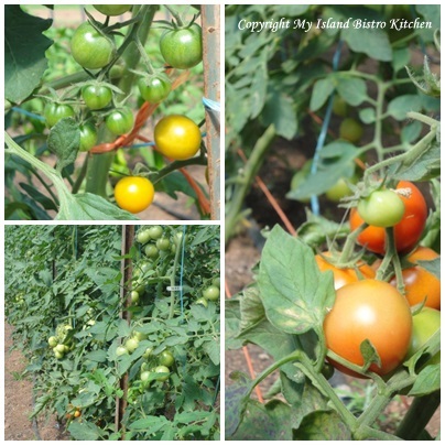 Vine-ripened Organic Tomatoes