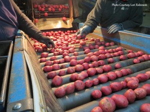 Grading Potatoes