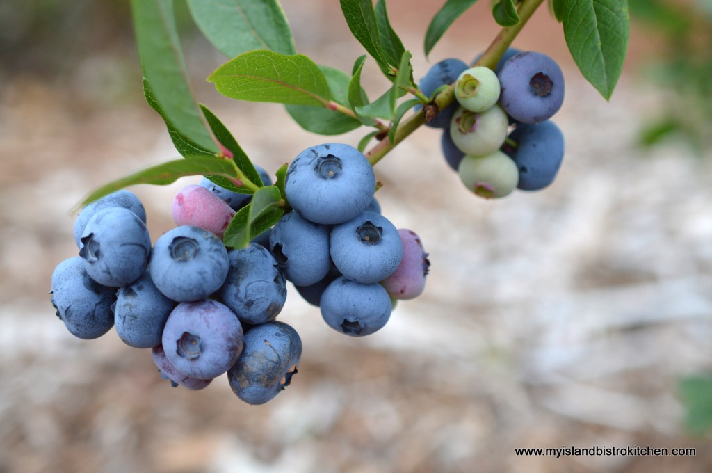 High-bush PEI Blueberries from the Tryon Blueberry U-Pick