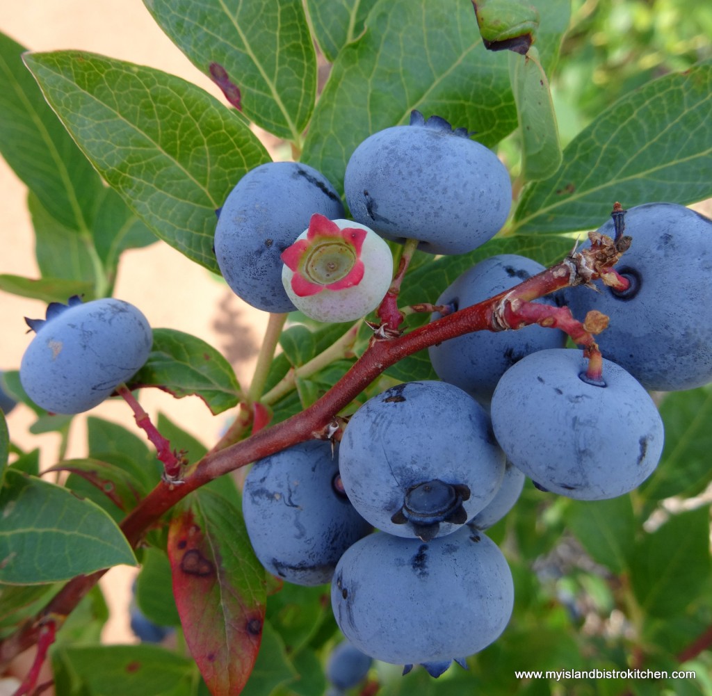 High bush blueberries