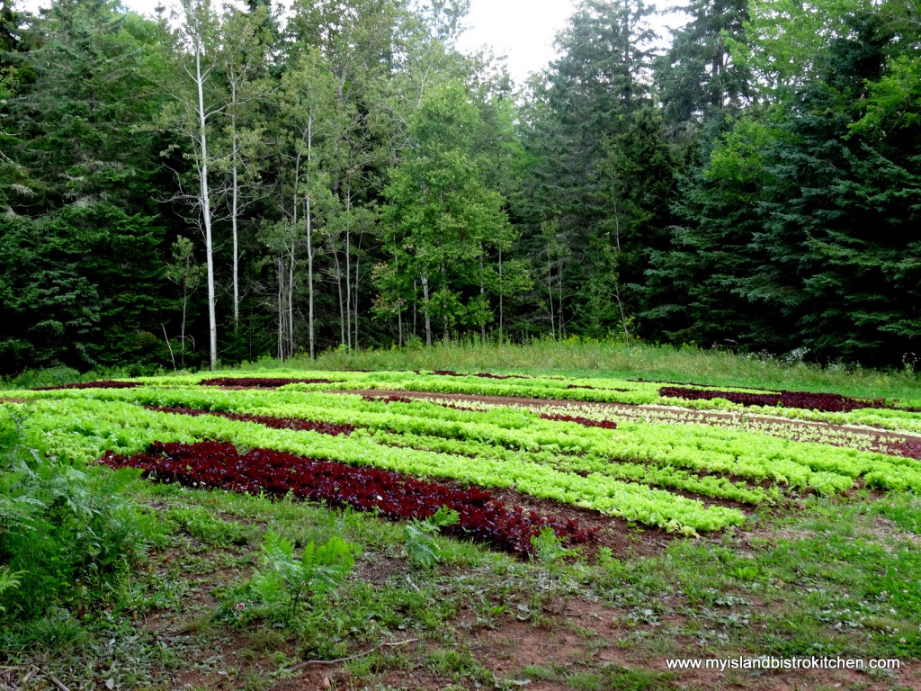 The Lettuce Field