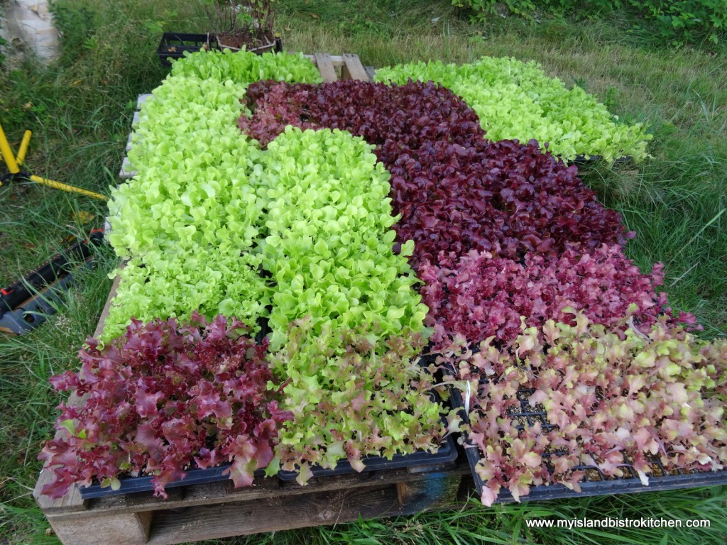 Lettuce Plants Ready for Transplanting Outside