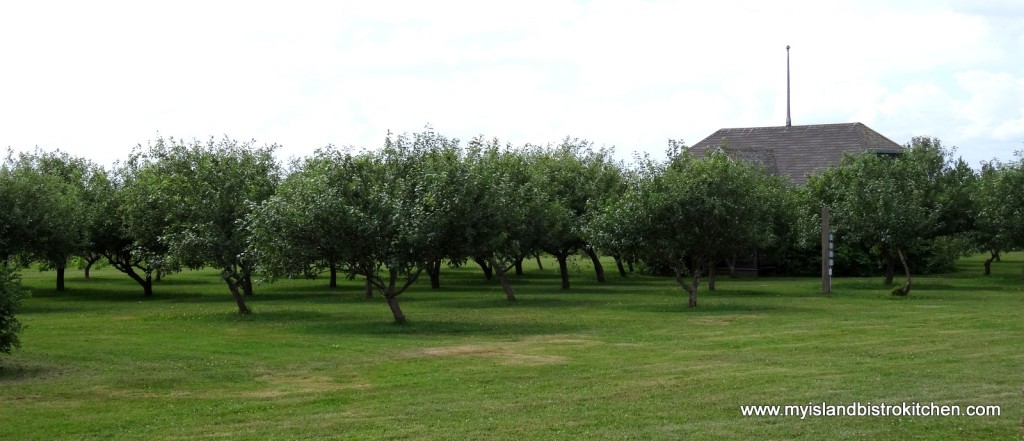 Apple Orchard at Rossignol Winery, Little Sands, PEI