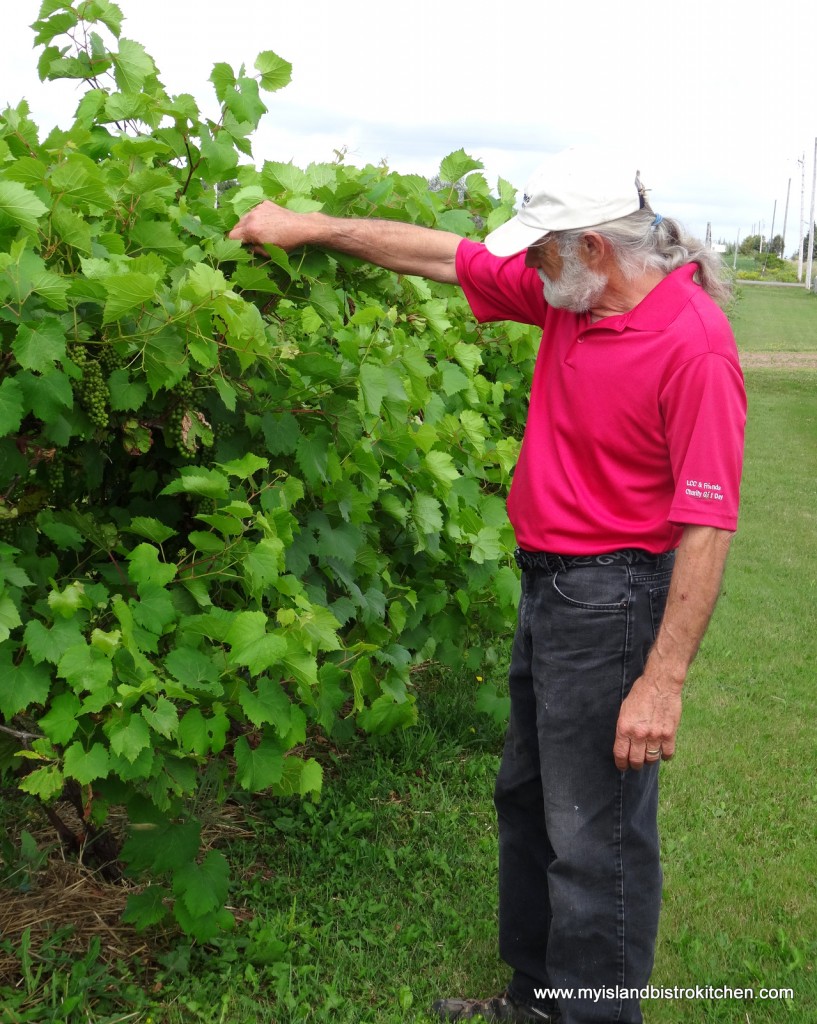 John Rossignol checks the status of the grapes on the grapevines at his winery in Little Sands, PEI