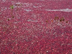 Floating Cranberries