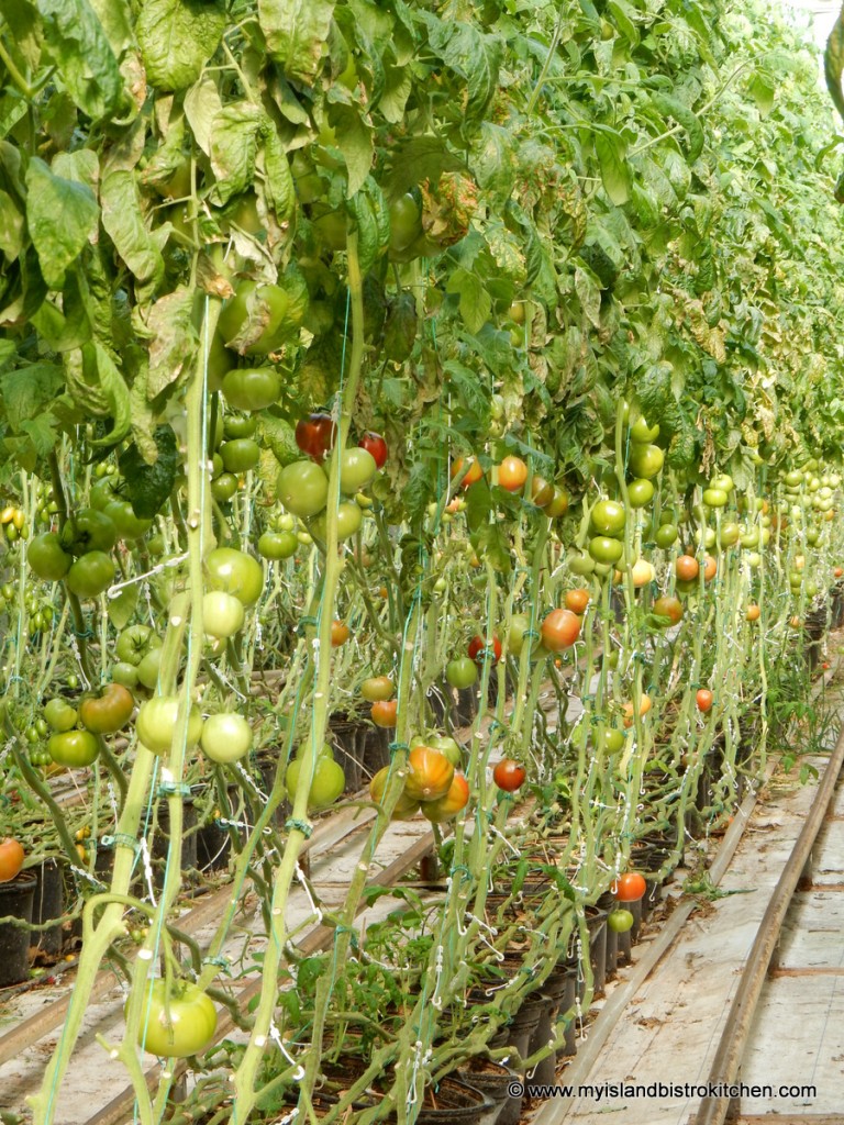 Rows of Beefsteak Tomatoes at the Schurman Family Farm, Spring Valley, PEI