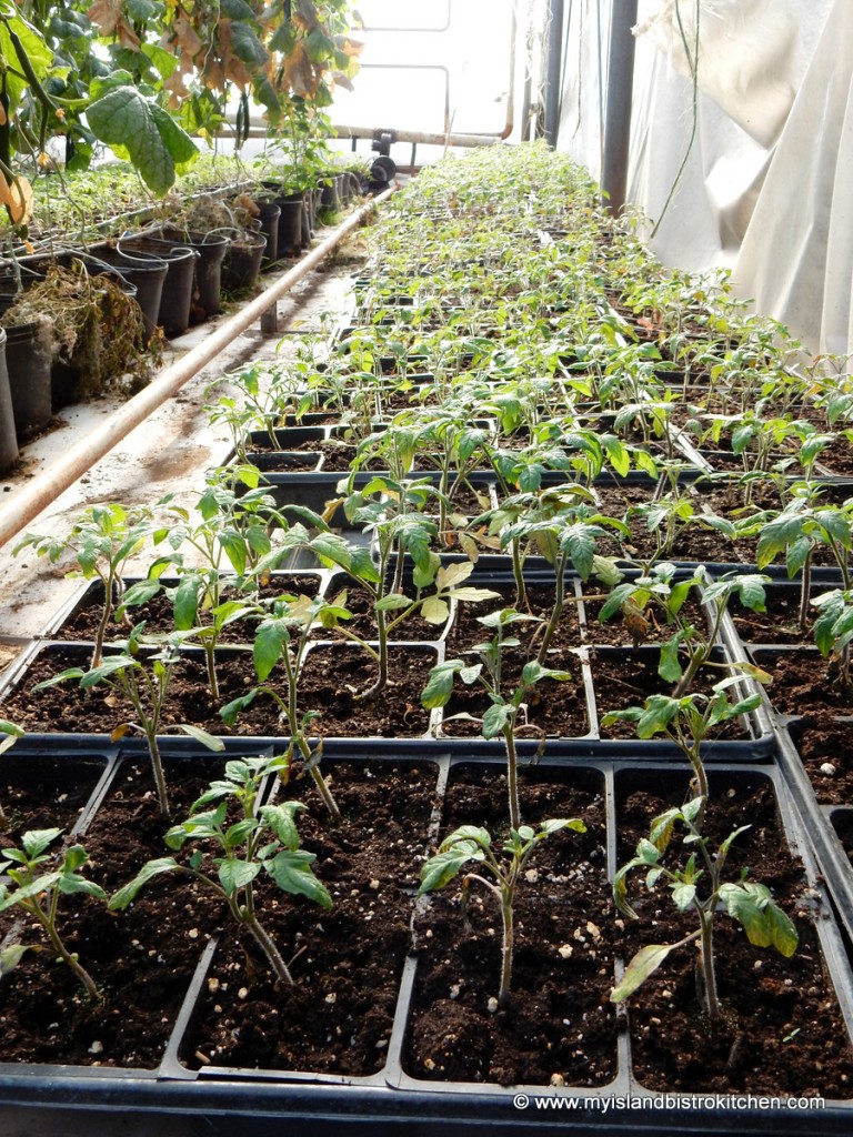 Plant seedlings started to ensure a continuous supply of fresh greenhouse produce