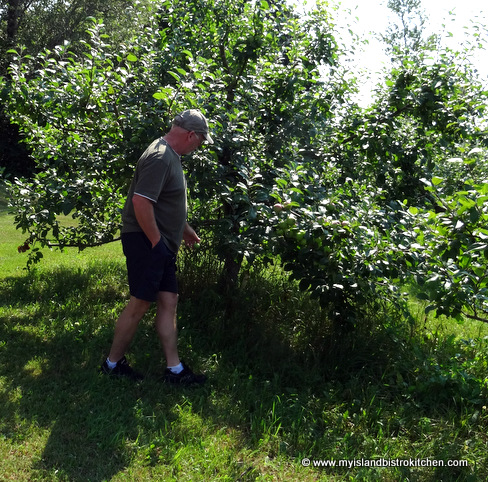 Mike Beamish Checking on his Apple Crop
