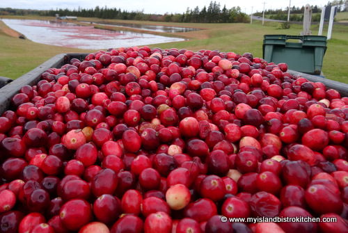 Freshly-harvested Cranberries from Mikita Farms in Farmington, PEI