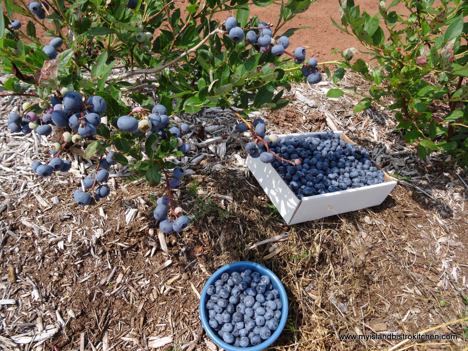 Blueberry and Grand Marnier Jam Recipe - My Island Bistro Kitchen