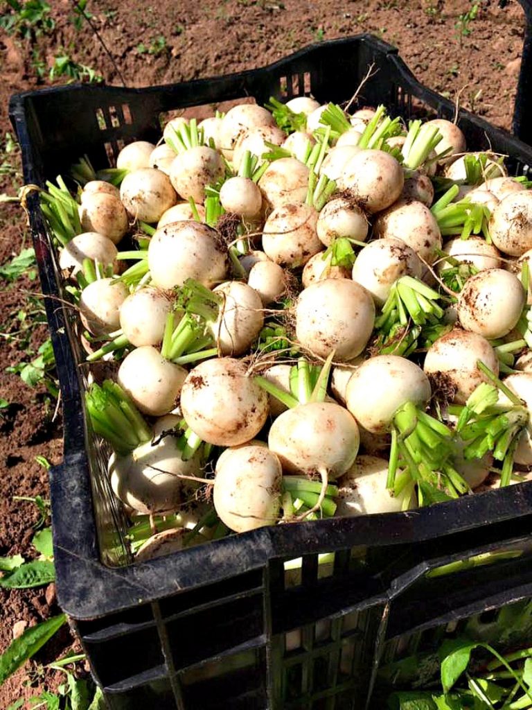 Turnips (Photo Courtesy Just a Little Farm, Bonshaw, PEI)