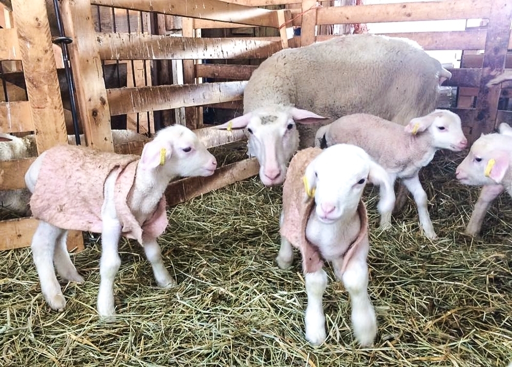 Baby Lambs at Ferme Isle Saint-Jean, Rustico, PEI (Photo courtesy Ferme Isle Saint-Jean)