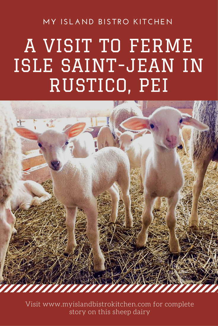 A visit to Ferme Isle Saint-Jean in Rustico, PEI. Sheep dairy farm produces sheep cheese and yogurt.