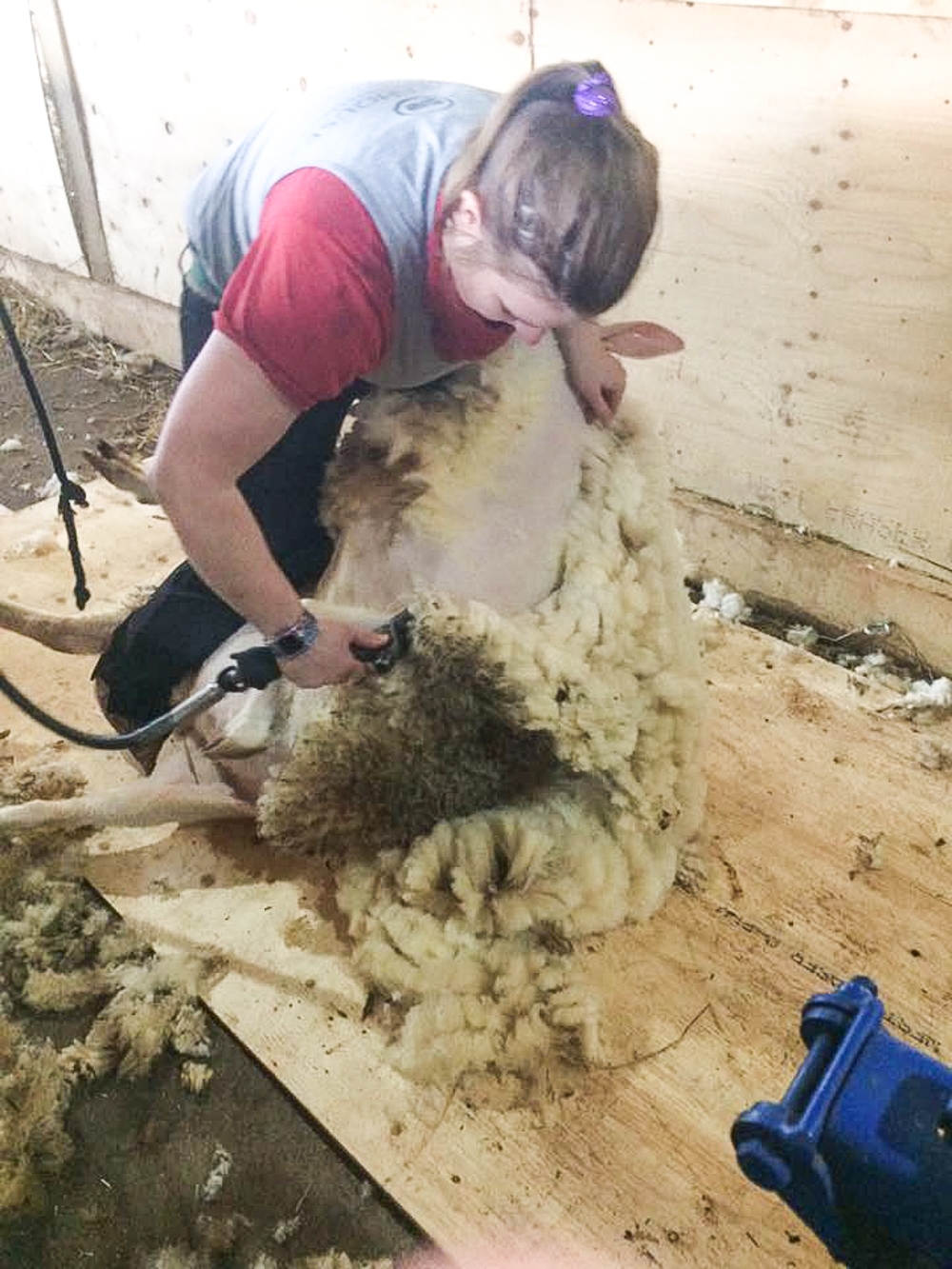 Sheep Shearing at Ferme Isle Saint-Jean in Rustico, PEI