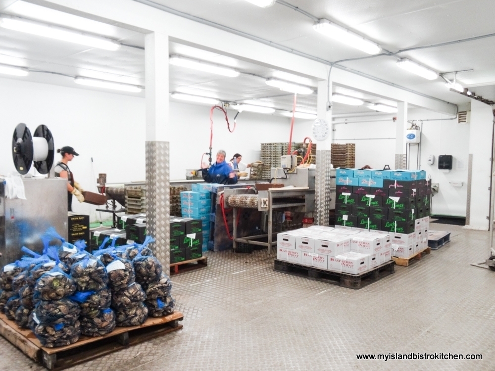 Inside the Processing Plant at Raspberry Point Oyster Company, Bayview, PEI