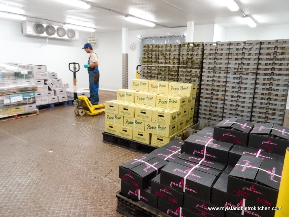 Inside the Cold Storage Room at Raspberry Point Oyster Co. in Bayview, PEI