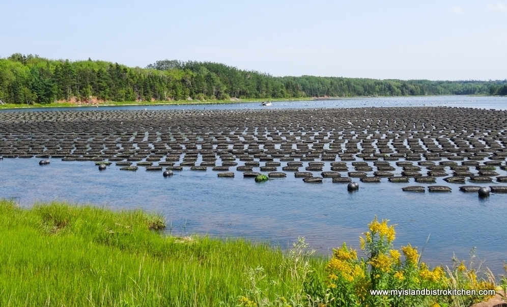 Floating Cages of Oysters in New London Bay, PEI