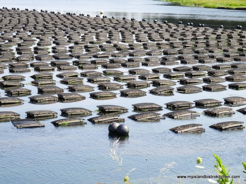 Floating Cages of Oysters in New London Bay, PEI