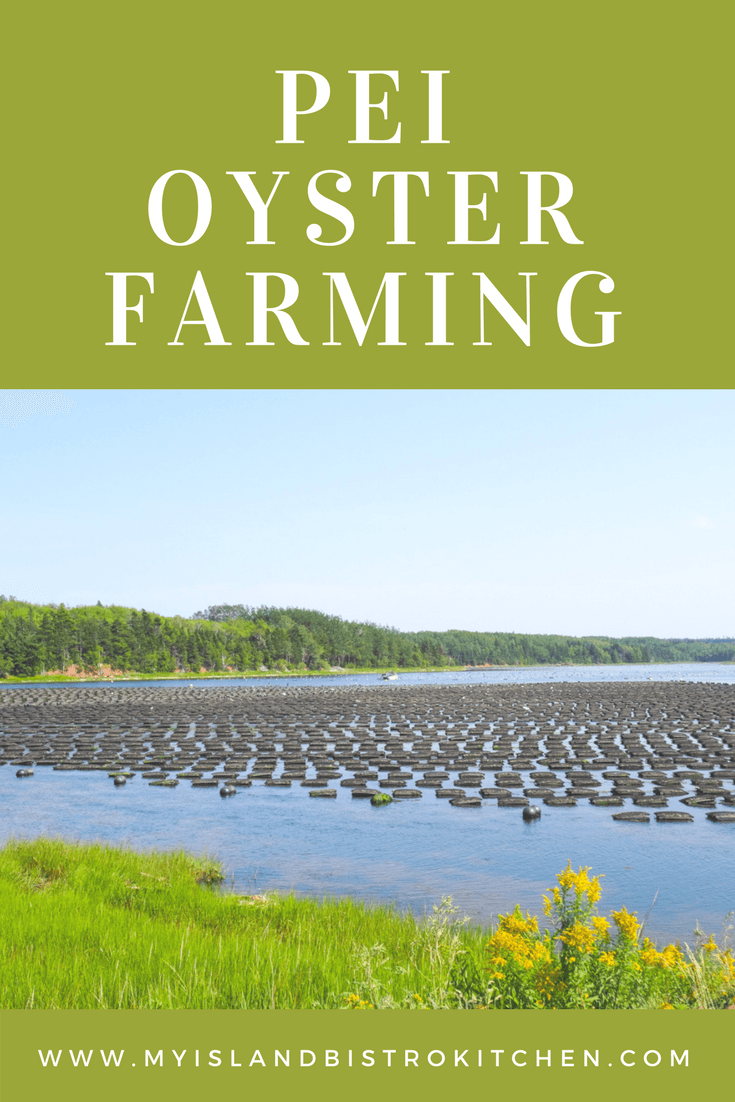 Oyster Farming