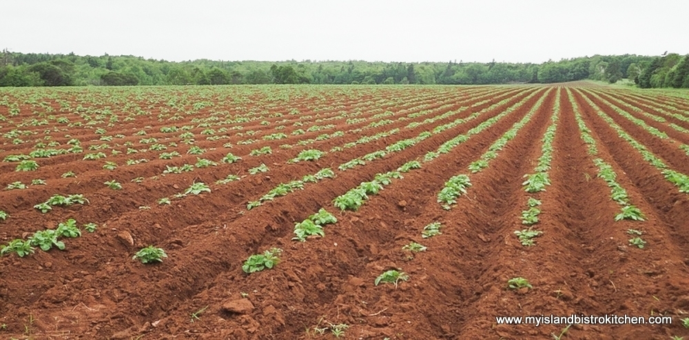 Field of Potatoes in PEI's Red Soil