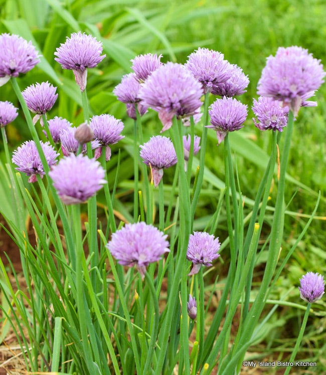 Patch of Chives