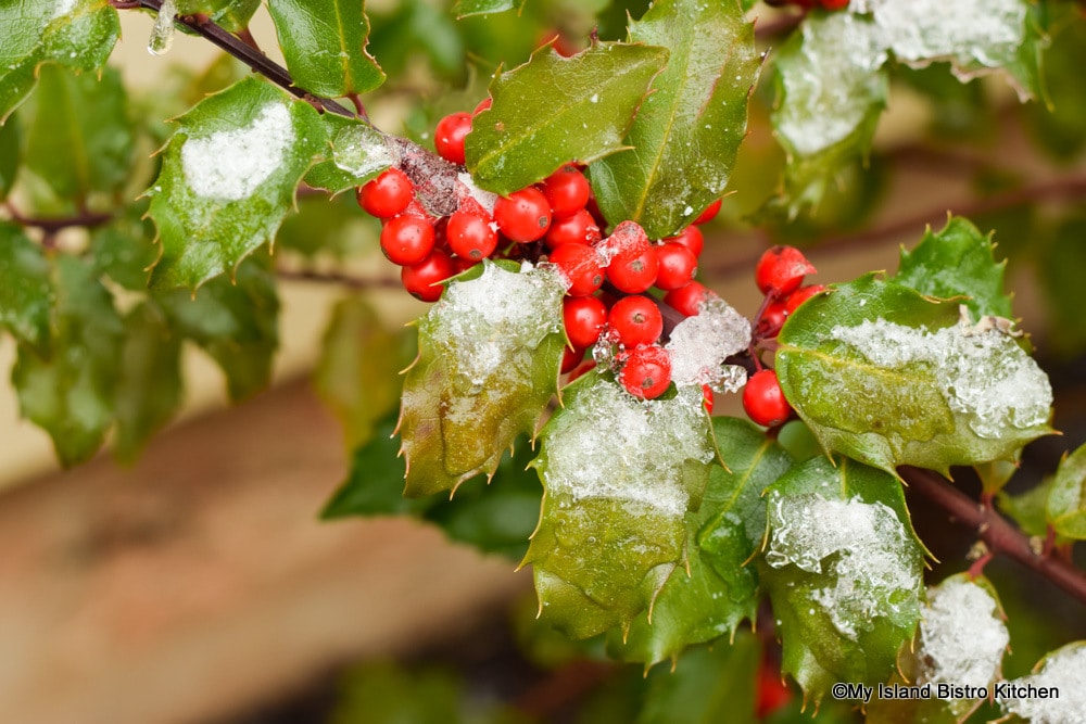 Snow on Holly Berries