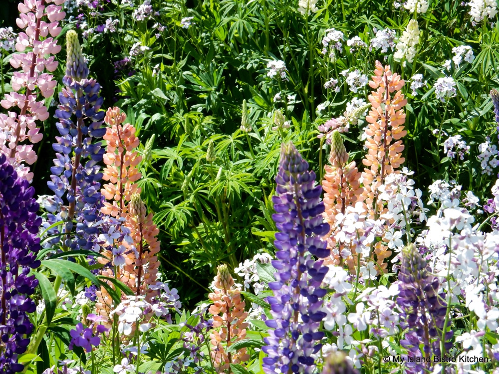 Colorful lupins