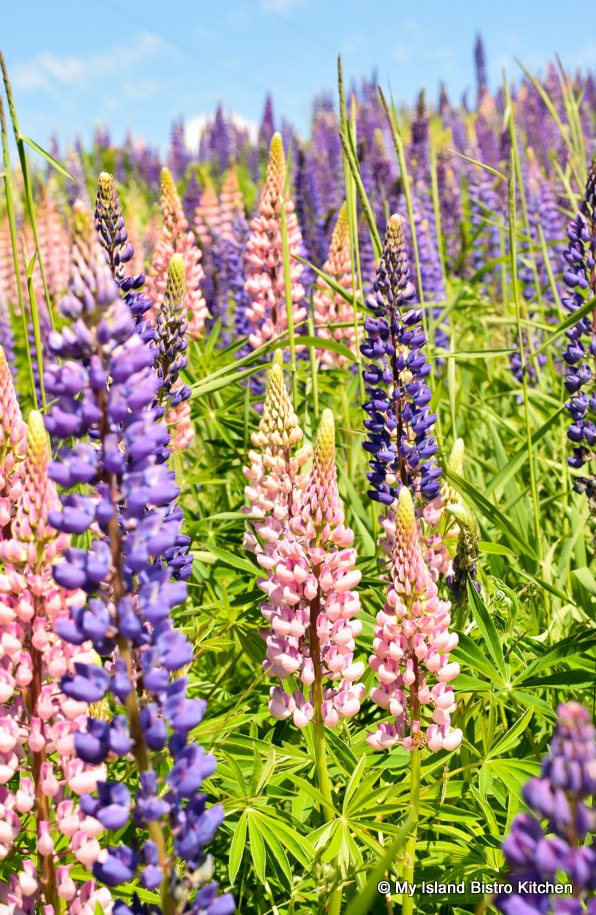Pretty purple and pink lupins
